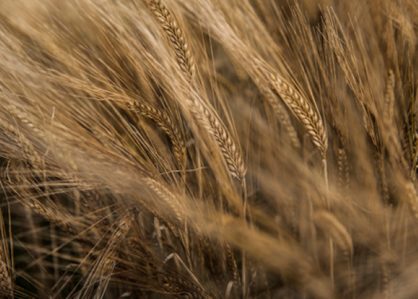 Barley blowing in the wind