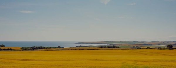 Barley growing at Arbikie on the Angus coast