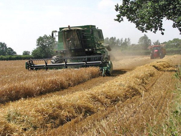Harvesting barley in the field