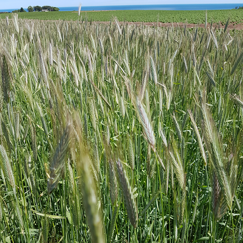 Arantes Rye growing at and for Arbikie