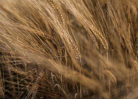 Making whisky starts with barley. But can the type used affect the end taste?