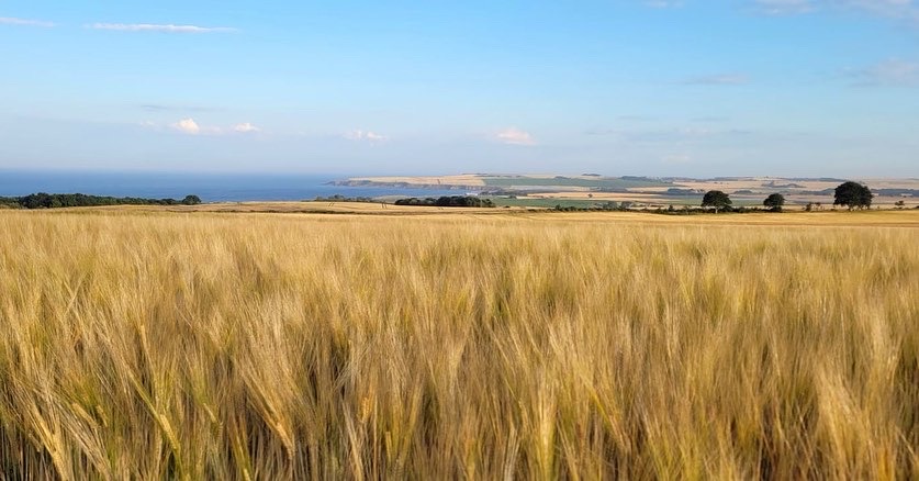 (fields of barley at Arbikie distillery) Independent distillers Arbikie make sure to start with the freshest possible barley, grown right in their back yard