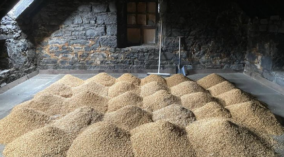 Malting at Dornoch Distillery, whose inaugural 2020 release was 59.4% abv