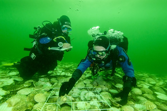 Glenmorangie's oyster regeneration programme on the Dornoch Firth