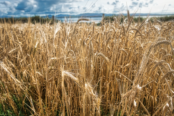 Barley growing in a field