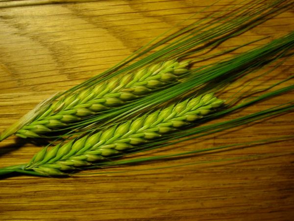 Green barley on a table