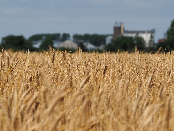 Field of barley