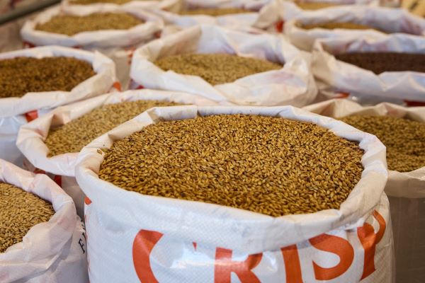 Bags of malt barley 