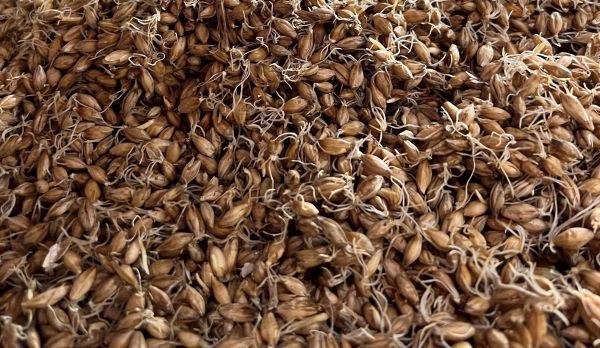 Crisp Malt rootlets